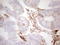 Adiponectin, C1Q And Collagen Domain Containing antibody, LS-C339328, Lifespan Biosciences, Immunohistochemistry paraffin image 