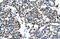 Homeobox B5 antibody, ARP31444_P050, Aviva Systems Biology, Immunohistochemistry frozen image 
