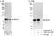 BUD13 Homolog antibody, A303-321A, Bethyl Labs, Western Blot image 