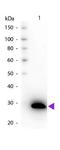 GFP antibody, NB100-1770, Novus Biologicals, Western Blot image 