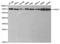 Checkpoint Kinase 2 antibody, STJ23120, St John