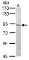 JNK MAP kinase scaffold protein 2 antibody, NBP1-33035, Novus Biologicals, Western Blot image 