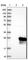 RB Binding Protein 9, Serine Hydrolase antibody, HPA015830, Atlas Antibodies, Western Blot image 