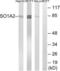 OATP antibody, LS-C120414, Lifespan Biosciences, Western Blot image 
