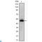 Ephrin type-A receptor 10 antibody, LS-C812581, Lifespan Biosciences, Enzyme Linked Immunosorbent Assay image 