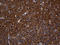 Septin 3 antibody, LS-C795901, Lifespan Biosciences, Immunohistochemistry paraffin image 