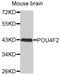 POU Class 4 Homeobox 2 antibody, MBS128983, MyBioSource, Western Blot image 