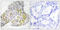 Serine/Threonine Kinase 11 antibody, LS-C117753, Lifespan Biosciences, Immunohistochemistry paraffin image 