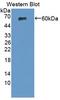 Tissue Factor Pathway Inhibitor antibody, LS-C296659, Lifespan Biosciences, Western Blot image 