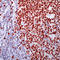 KI-67 antibody, DRM004, Origene, Immunohistochemistry frozen image 