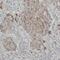 Transmembrane Protein 59 antibody, FNab08787, FineTest, Immunohistochemistry frozen image 