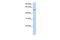 Collagen Type XXVI Alpha 1 Chain antibody, GTX45755, GeneTex, Western Blot image 