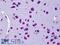 Potassium Voltage-Gated Channel Subfamily C Member 3 antibody, 45-796, ProSci, Western Blot image 