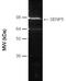 SUMO Specific Peptidase 5 antibody, BML-PW0365-0100, Enzo Life Sciences, Western Blot image 