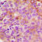Protein Kinase CAMP-Activated Catalytic Subunit Gamma antibody, LS-C358247, Lifespan Biosciences, Immunohistochemistry frozen image 