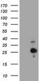 Hes Family BHLH Transcription Factor 6 antibody, TA800750S, Origene, Western Blot image 