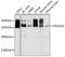 RNA Polymerase II Subunit A antibody, 13-946, ProSci, Western Blot image 