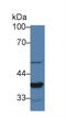 PC4 And SFRS1 Interacting Protein 1 antibody, MBS2014654, MyBioSource, Western Blot image 