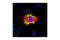Patatin Like Phospholipase Domain Containing 2 antibody, 2138S, Cell Signaling Technology, Immunofluorescence image 