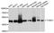 Tubulin Gamma 1 antibody, abx125059, Abbexa, Western Blot image 