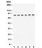 Lysyl Oxidase Like 2 antibody, R32365, NSJ Bioreagents, Western Blot image 