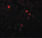 Transmembrane Protein 107 antibody, LS-B10131, Lifespan Biosciences, Immunofluorescence image 