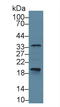 Caspase 6 antibody, LS-C293214, Lifespan Biosciences, Western Blot image 