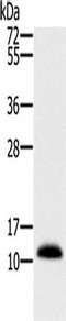 Microseminoprotein Beta antibody, TA350277, Origene, Western Blot image 