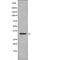 Cyclin Dependent Kinase 1 antibody, PA5-64570, Invitrogen Antibodies, Western Blot image 