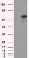 Aryl Hydrocarbon Receptor Nuclear Translocator Like antibody, TA501277S, Origene, Western Blot image 