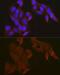 Gasdermin D antibody, GTX01070, GeneTex, Immunocytochemistry image 