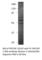 Pre-MRNA Processing Factor 19 antibody, PRP19F-101AP, FabGennix, Western Blot image 