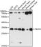 Translational Activator Of Cytochrome C Oxidase I antibody, LS-C750416, Lifespan Biosciences, Western Blot image 