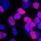 Pancreatic And Duodenal Homeobox 1 antibody, BAF2419, R&D Systems, Immunohistochemistry frozen image 
