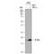 Interleukin-36 gamma antibody, AF2320, R&D Systems, Western Blot image 