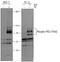 Fibroblast Growth Factor Receptor Substrate 2 antibody, AF5126, R&D Systems, Western Blot image 