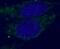 Synaptotagmin 1 antibody, FNab08425, FineTest, Immunofluorescence image 
