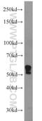 Lysosomal Associated Membrane Protein 2 antibody, 10397-1-AP, Proteintech Group, Western Blot image 