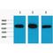 Tubulin Beta 1 Class VI antibody, LS-B14645, Lifespan Biosciences, Western Blot image 