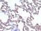 Moesin antibody, GTX34846, GeneTex, Immunohistochemistry paraffin image 