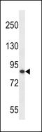 OTU Deubiquitinase 7B antibody, LS-C163288, Lifespan Biosciences, Western Blot image 