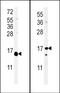 IL-4 antibody, MBS9201273, MyBioSource, Western Blot image 