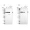 Glycerol-3-phosphate dehydrogenase, mitochondrial antibody, NBP2-38542, Novus Biologicals, Western Blot image 