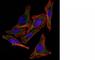 S100 Calcium Binding Protein A1 antibody, NBP2-44590, Novus Biologicals, Immunofluorescence image 