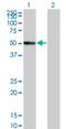 RasGEF Domain Family Member 1C antibody, H00255426-M01, Novus Biologicals, Western Blot image 