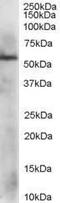 Protein Disulfide Isomerase Family A Member 3 antibody, PA1-31316, Invitrogen Antibodies, Western Blot image 