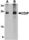 Mitogen-Activated Protein Kinase Kinase Kinase 7 antibody, orb7050, Biorbyt, Western Blot image 