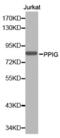 Peptidylprolyl Isomerase G antibody, abx000715, Abbexa, Western Blot image 