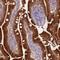 Apolipoprotein A4 antibody, NBP1-86164, Novus Biologicals, Immunohistochemistry paraffin image 