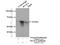 Hyaluronidase 4 antibody, 18139-1-AP, Proteintech Group, Immunoprecipitation image 